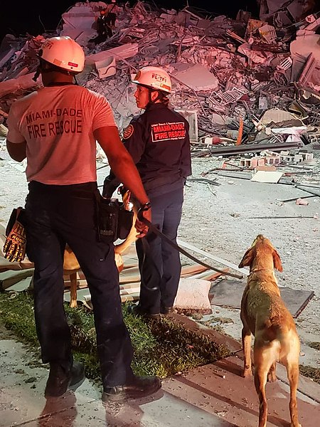 File:Dogs and Handlers at Surfside condominium collapse photo from Miami-Dade Fire Rescue 5 (cropped).jpg