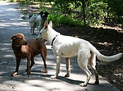 Hund links: Körperhöhe verringern, Ohren zurücklegen, Pfote heben.
