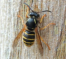 Dolichovespula norvegicoides.JPG