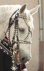 Overuse of the curb causes the horse to draw back his tongue and gape Doublebridle overuse.JPG