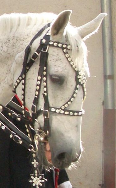 File:Doublebridle overuse.JPG