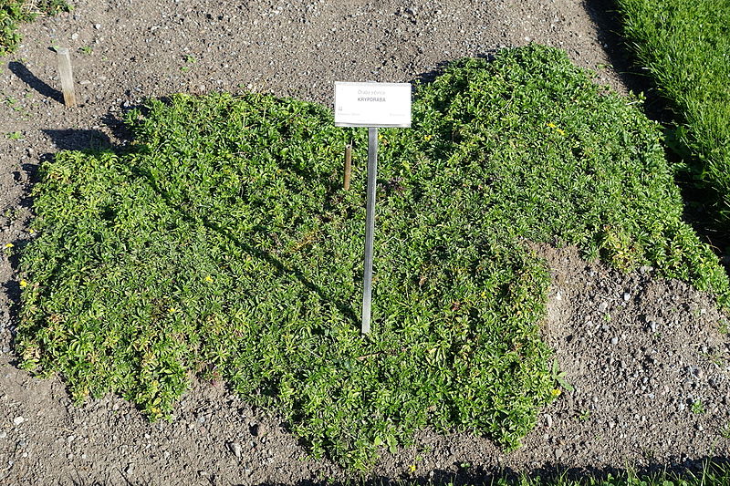 File:Draba sibirica - Bergianska trädgården - Stockholm, Sweden - DSC00561.JPG