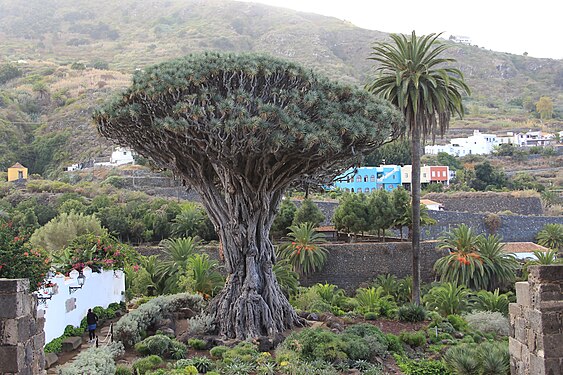 Drachenbaum auf Teneriffa (Dracaena draco