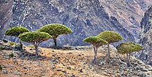 Dragon trees at the edge of the gorge in Socotra Dragon's Blood Trees, Socotra Island (12455632274) (cropped).jpg