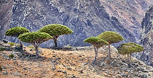 Dragon's Blood Trees, Socotra Island (12455632274) (cropped).jpg