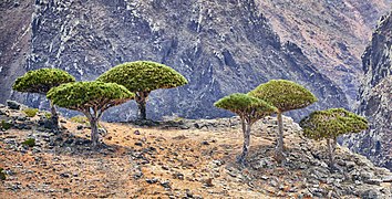 Dragon blood trees on a cliff