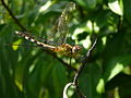 Dragonfly Fern Forest 3.jpg