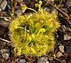 Drosera xokeri Jorj Taun Tasmania.jpg