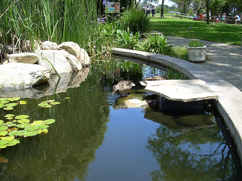 File:Ducks in zoo.JPG