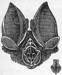 <span class="mw-page-title-main">Mitred horseshoe bat</span> Species of bat