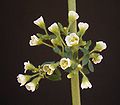 Euphorbia guiengola