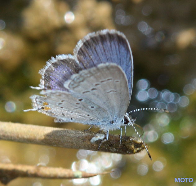 File:Eastern Tailed Blue (2879905205).jpg