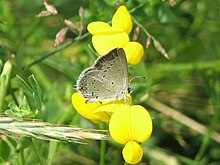 Eastern Tailed Blue 1.jpg