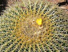 Echinocactus grusonii.