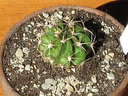 Echinopsis calorubra