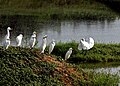 Egret landing on an island