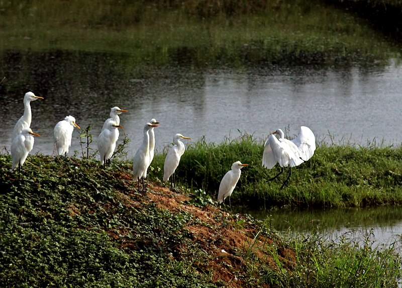 File:Egrets on a island 1.jpg