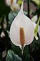 Spathiphyllum bildet ein weißes Hochblatt neben der eigentlichen Blüte