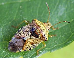 Spotty brood bug (Elasmucha grisea)