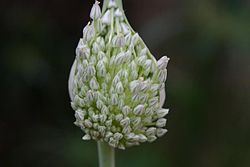 Elephant Garlic (Allium ampeloprasum) 2.jpg
