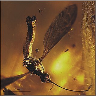 <i>Elephantomyia bozenae</i> Extinct species of fly