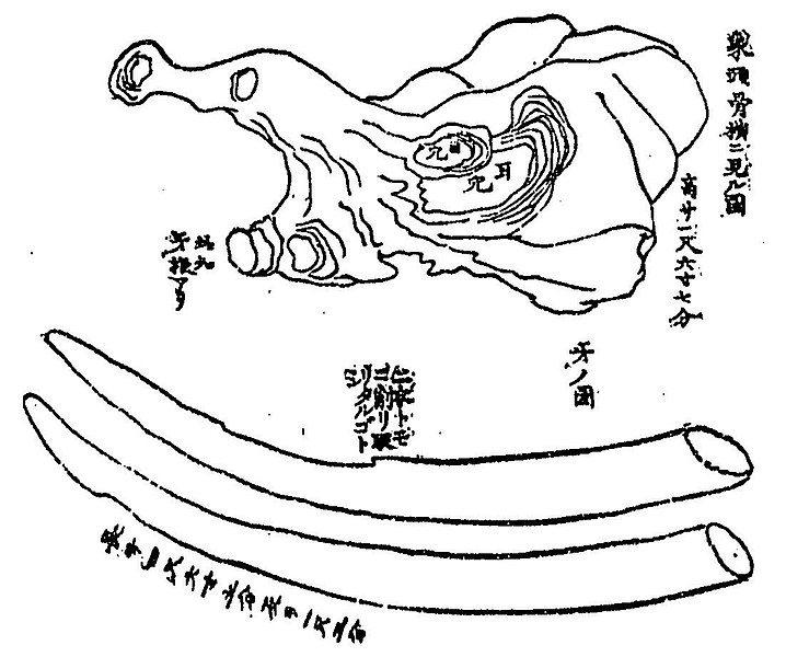 File:Elephas maximus skull and tusks at Hōsen-ji.jpg