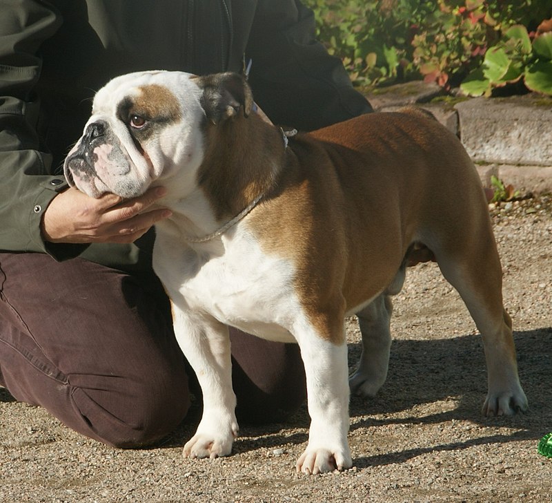 File:English Bulldog white.jpg Wikimedia Commons