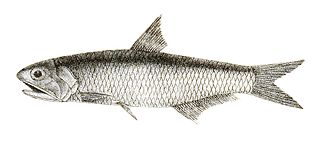 <i>Thryssa baelama</i> Species of fish