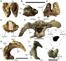 Supraoccipital and opisthotic-exoccipital of Eolambia.Supraoccipital CEUM 14525 (Eo2) in (A) dorsal, (B) right lateral, (C) ventral, and (D) caudal views. Braincase CEUM 35475 (Eo2) in (E) caudal view and (F) tracing in caudal view without paroccipital processes. Left opisthotic-exoccipital CEUM 35622 (Eo2) in (G) lateral and (H) rostral views. Ventral portion of braincase CEUM 74552 (Eo2) in (I) caudal view. Abbreviations: boc, suture for basioccipital; fm, foramen magnum; gp, groove for parietal; lop-exo, suture for left opisthotic-exoccipital; mp, medial process; op-exo/boc, contact between right opisthotic-exoccipital and basioccipital; poc, paroccipital process; pp, parietal process; pro, suture for prootic; rop-exo, suture for right opisthotic-exoccipital; soc, supraoccipital; soc/lexo, contact between supraoccipital and left exoccipital; soc/rexo, suture between supraoccipital and right exoccipital; socs, suture for supraoccipital; spoq, suture for postquadrate process of squamosal; sqs, squamosal suture; vfm, ventral margin of foramen magnum. Scale bars equal 5 cm.