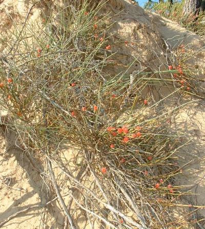 A representative of the genus Ephedra.