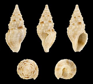 <i>Epideira quoyi</i> Species of gastropod