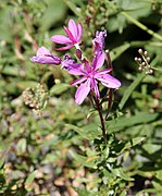 L'épilobe des montagnes est une plante à fleurs roses.