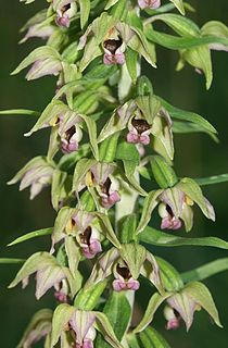 <i>Epipactis helleborine</i> Species of orchid