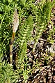 Equisetum Mascimum Flora agris Urbinatis-1939