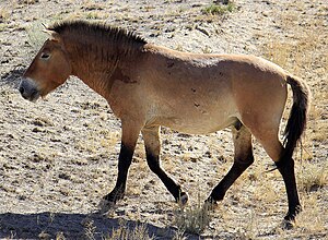 Przewalskis häst (Equus przewalskii)