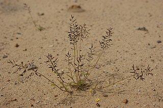 <i>Eragrostis minor</i> Ornamental grass