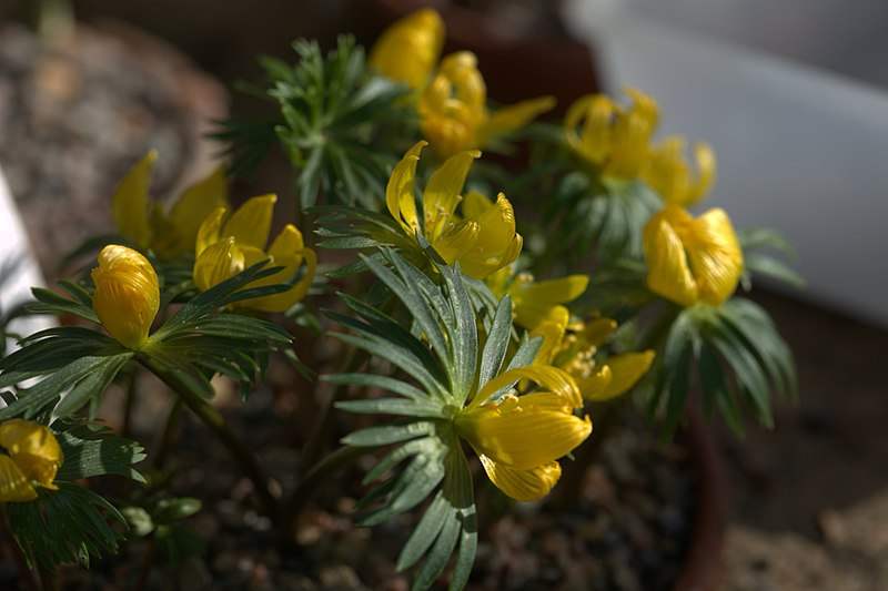 File:Eranthis cilicica 001 GotBot 2016.jpg