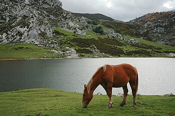 Un cheval broutant de l'herbe près du Lac Ercina en Asturies. (définition réelle 3 008 × 2 000*)