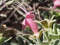 Eremophila forrestii