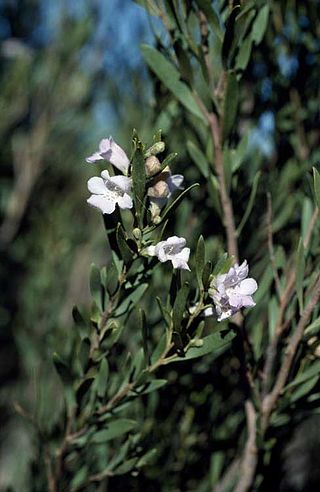 <i>Eremophila paisleyi</i> Species of plant