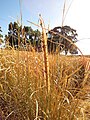 Ergot sclerotium on dry inflorescence of wild grass IMG 6442.JPG