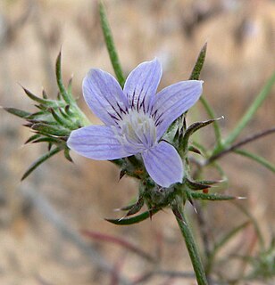 <i>Eriastrum</i> Genus of flowering plants