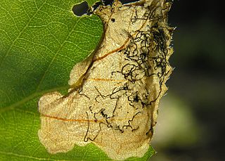 <i>Eriocrania salopiella</i> Moth species in family Eriocraniidae