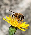 * Nomination A female Eristalis tenax (drone-fly) profiting from a sunny October.Notice the hairy eyes. - Alvesgaspar 10:50, 22 October 2007 (UTC) * Promotion While this is not the finest of your images, it is still easily QI for me. You are spoiling me... --JDrewes 13:20, 26 October 2007 (UTC)