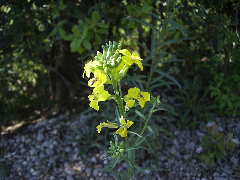 File:Erysimum grandiflorum 8juny.JPG