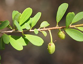 Erythroxylum australe -lajin hedelmiä.