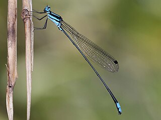 <i>Esme mudiensis</i> Species of damselfly