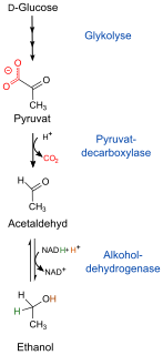 Alkoholdehydrogenasen (ADH) si