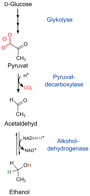 Ethanol fermentation de.svg