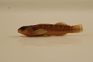 Orangebelly darter Species of fish